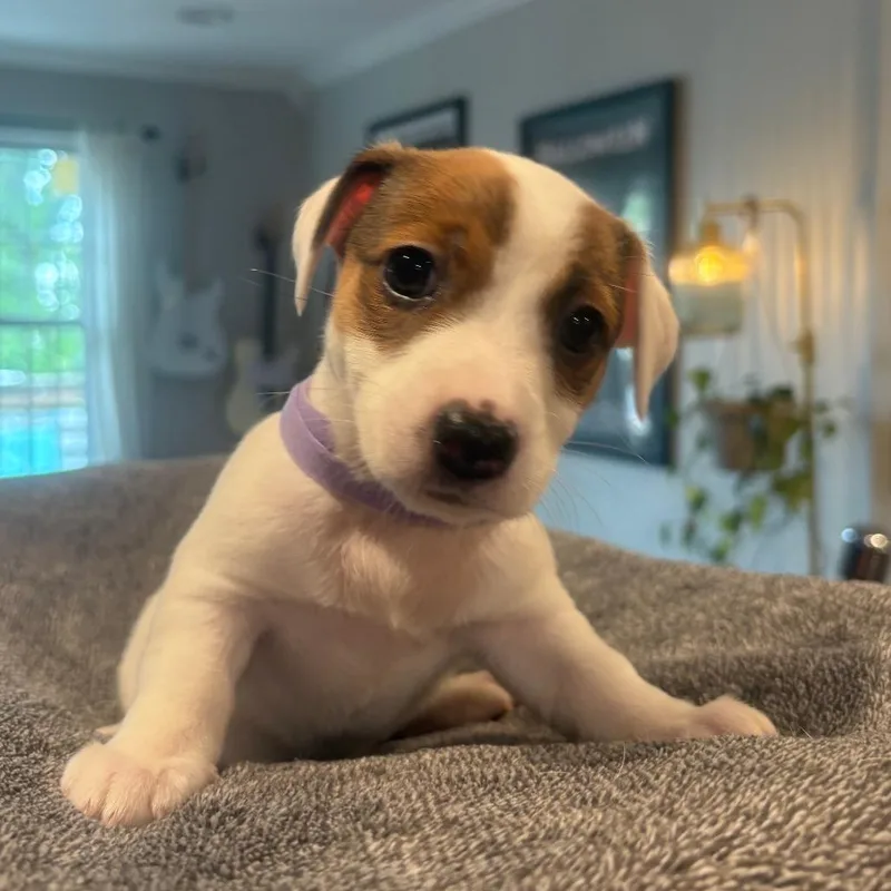 A baby small-sized female White / Cream Jack Russell Terrier dog named Lady for adoption in Staten Island, NY