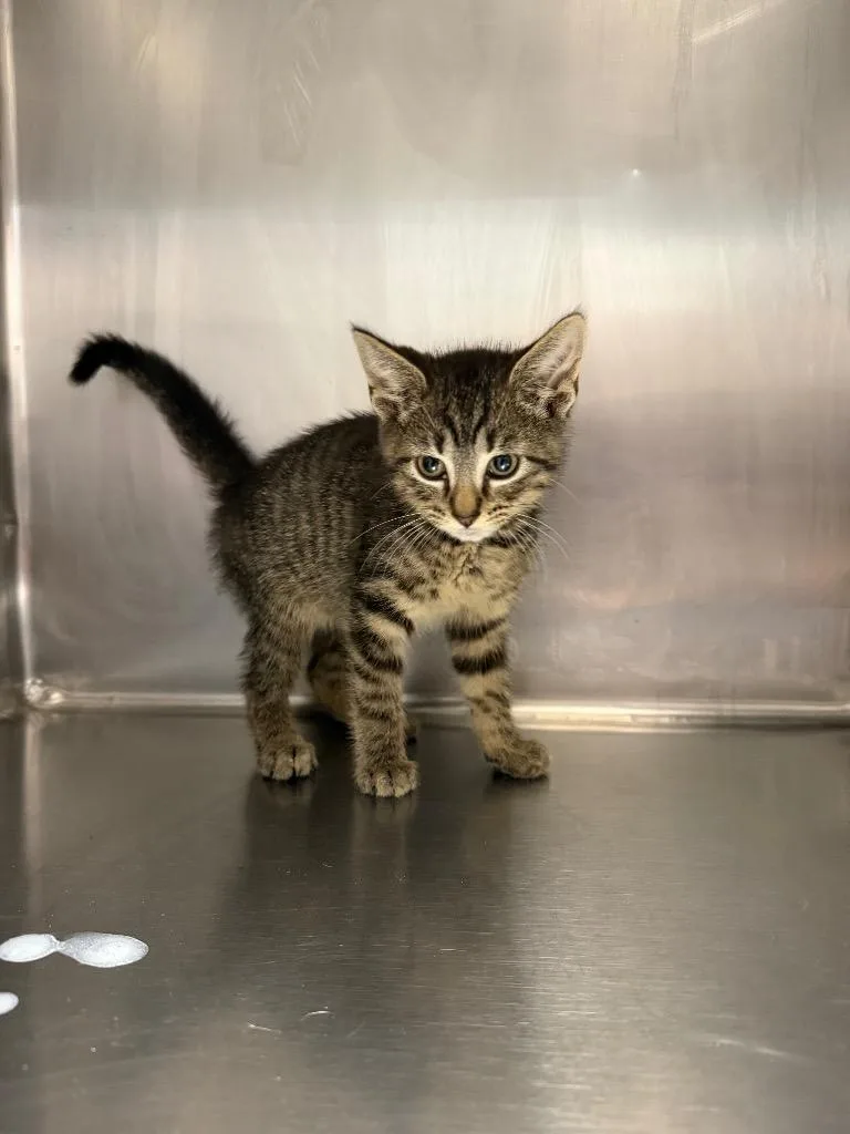 A baby large-sized male Domestic Short Hair cat named Tom for adoption in Hopkinsville, KY