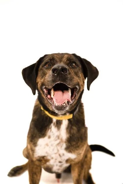 An adult large-sized male Labrador Retriever dog named Wrangler for adoption in North Miami Beach, FL