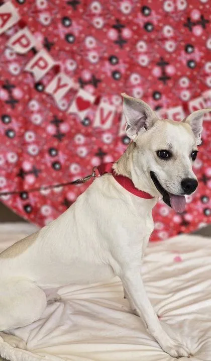 Evangeline thumbnail 2