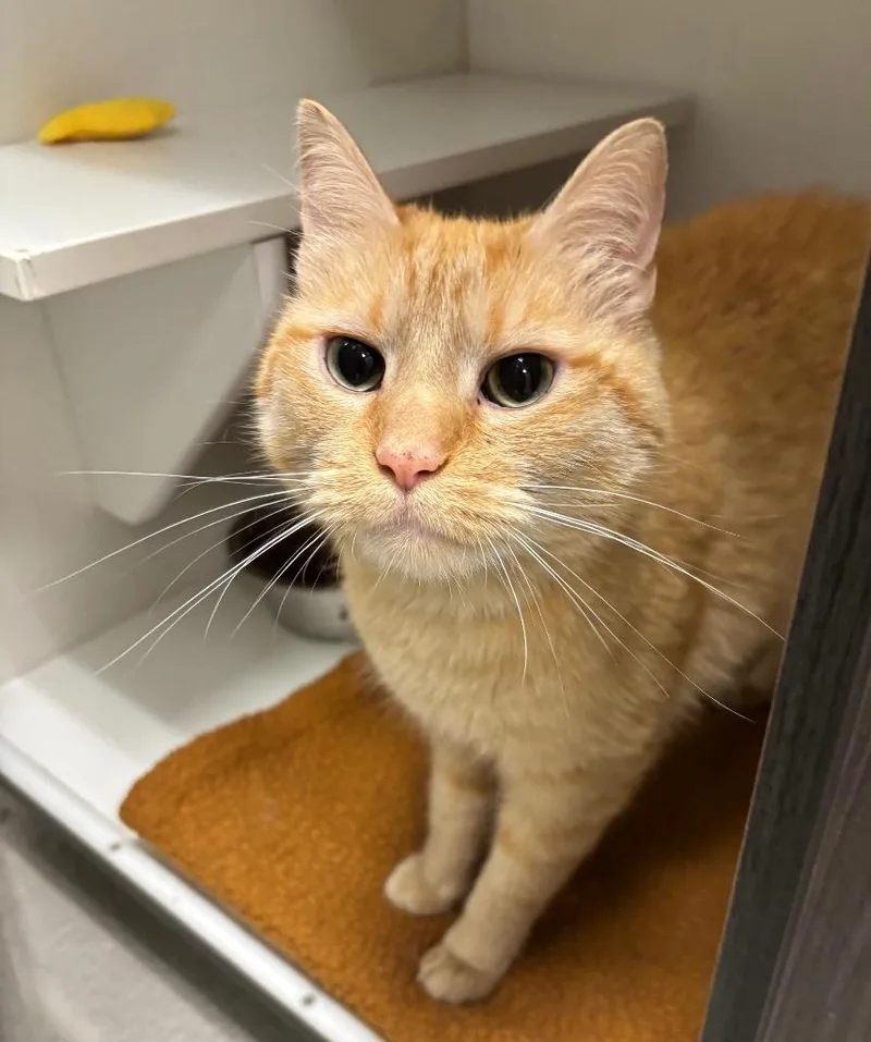 An adult medium-sized male Tabby (Orange / Red) Domestic Short Hair cat named Bandit for adoption in Frankfort, KY