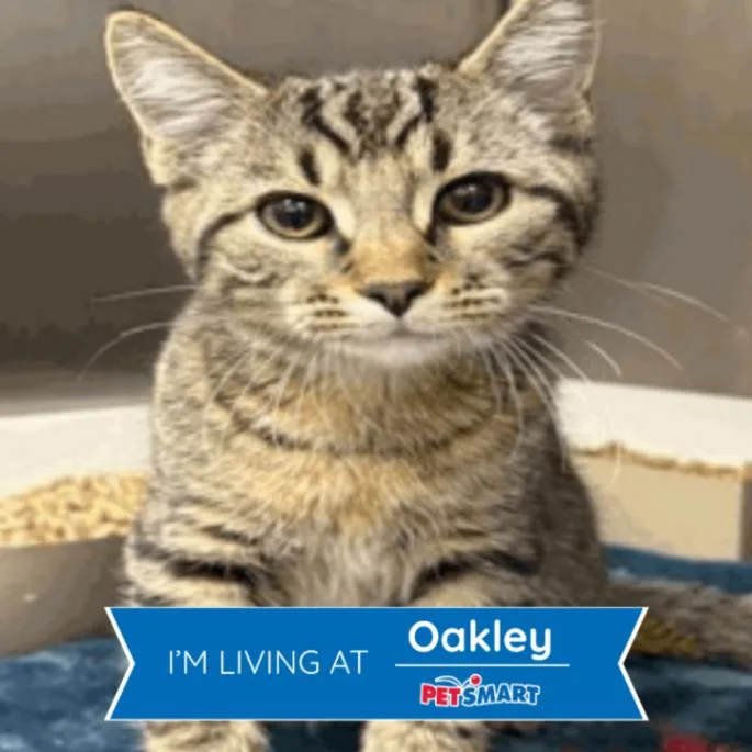 A young small-sized male Brown / Chocolate Domestic Short Hair cat named Krash for adoption in Cincinnati, OH