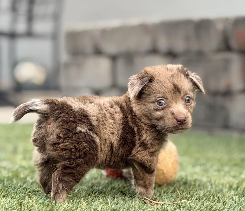 A baby medium-sized female Australian Shepherd dog named Vienna for adoption in Penryn, CA