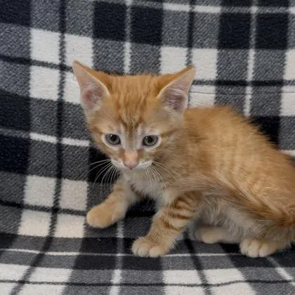 A baby small-sized male Domestic Short Hair cat named Blaze for adoption in Janesville, WI