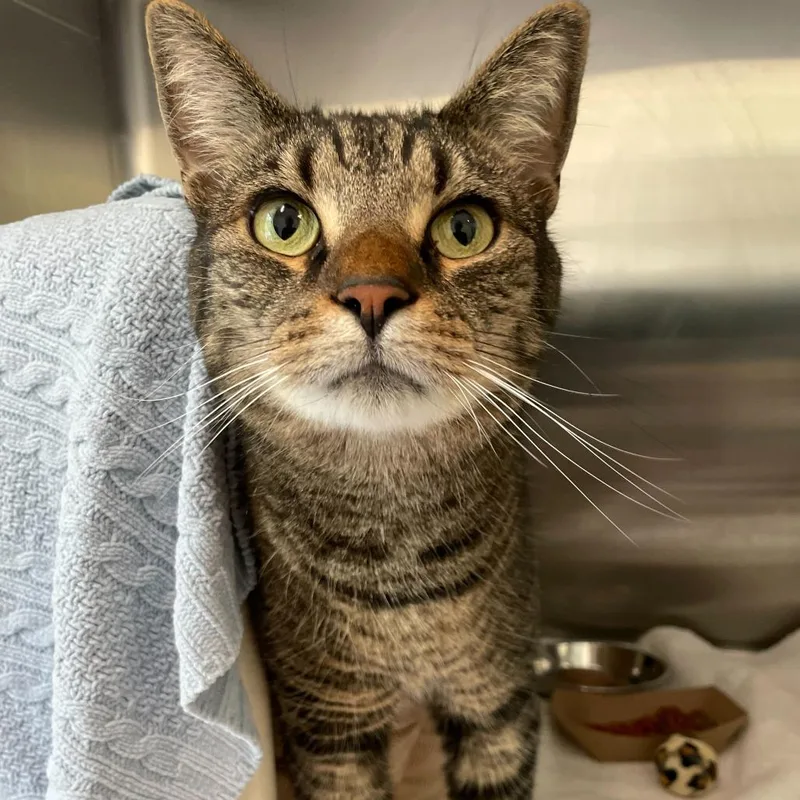 An adult large-sized male Brown / Chocolate Domestic Short Hair cat named Spike for adoption in Enfield, NH
