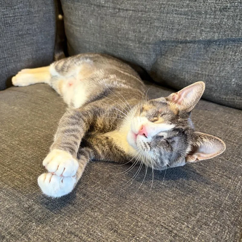 A young small-sized female Gray / Blue / Silver Domestic Short Hair cat named Coraline for adoption in Costa Mesa, CA