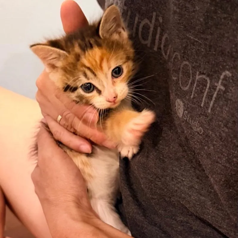 A baby small-sized female Calico Domestic Short Hair cat named Olaplex for adoption in Westminster, CA