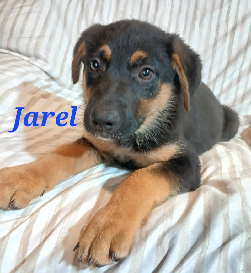 Jarel