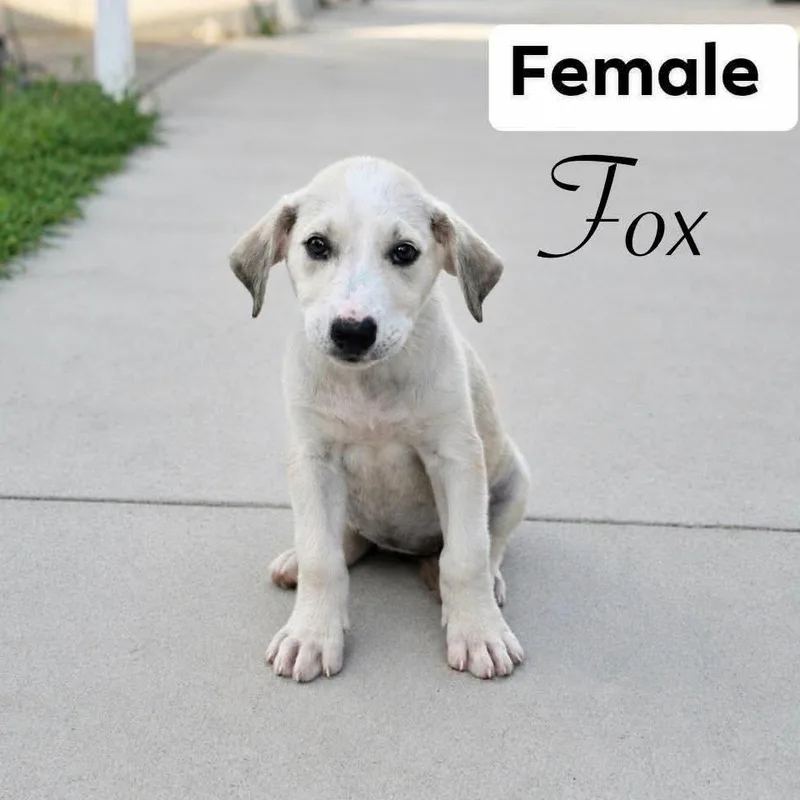 A baby medium-sized female Labrador Retriever dog named Fox for adoption in PLAINFIELD, CT