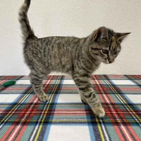 A baby medium-sized female Torbie Domestic Short Hair cat named Louise for adoption in Red Wing, MN