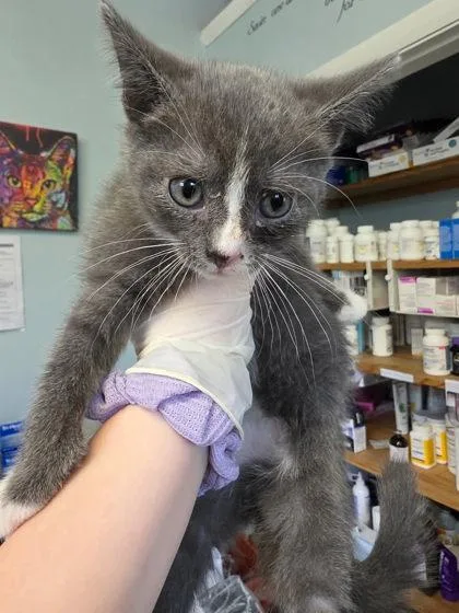 A baby small-sized male Domestic Medium Hair cat named Tim for adoption in West Chester, PA