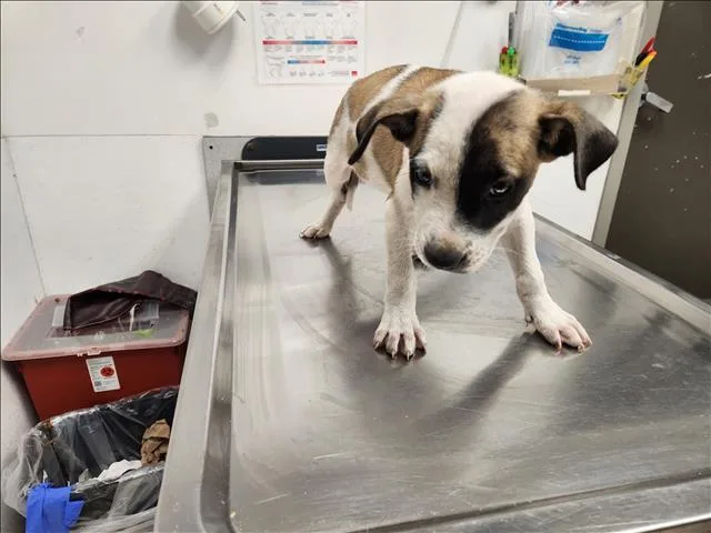 A baby small-sized female Staffordshire Bull Terrier dog named Azalea for adoption in Los Angeles, CA