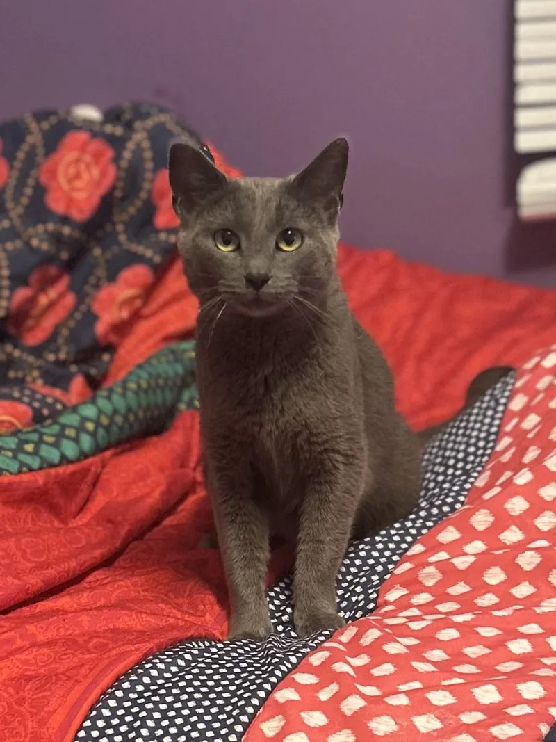A young medium-sized female Gray / Blue / Silver Domestic Short Hair cat named Momma for adoption in Cleveland, OH
