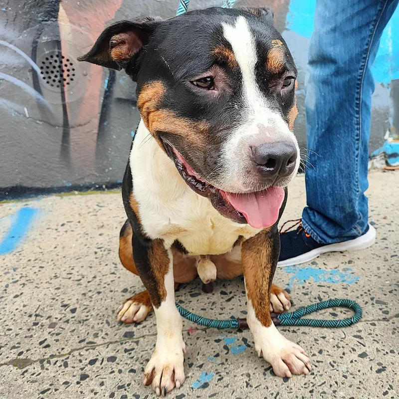 An adult medium-sized male Tricolor (Brown, Black, & White) Pit Bull Terrier dog named Bryant for adoption in Jersey city, NJ