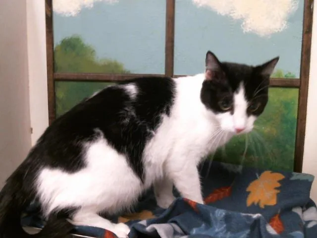 A young medium-sized female Domestic Short Hair cat named Lolabean for adoption in Houston, TX
