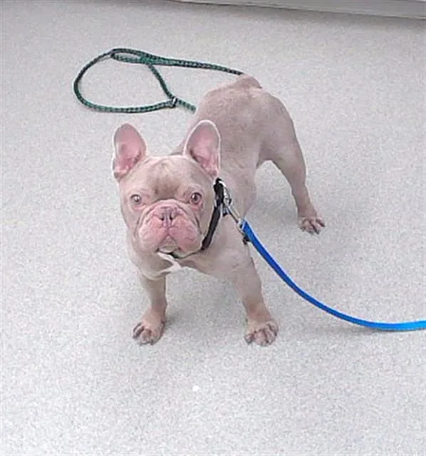 An adult small-sized male French Bulldog dog named Capone for adoption in Omaha, NE