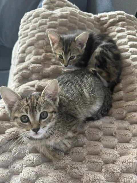 A baby medium-sized female Tabby (Gray / Blue / Silver) Domestic Short Hair cat named Tilly for adoption in Denver, CO
