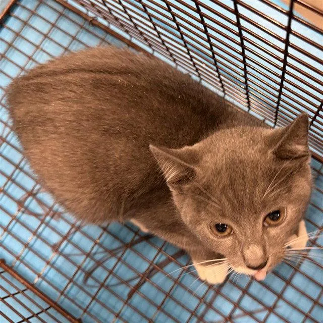 A baby small-sized female Gray / Blue / Silver Domestic Short Hair cat named Lunchbox for adoption in Tavares, FL