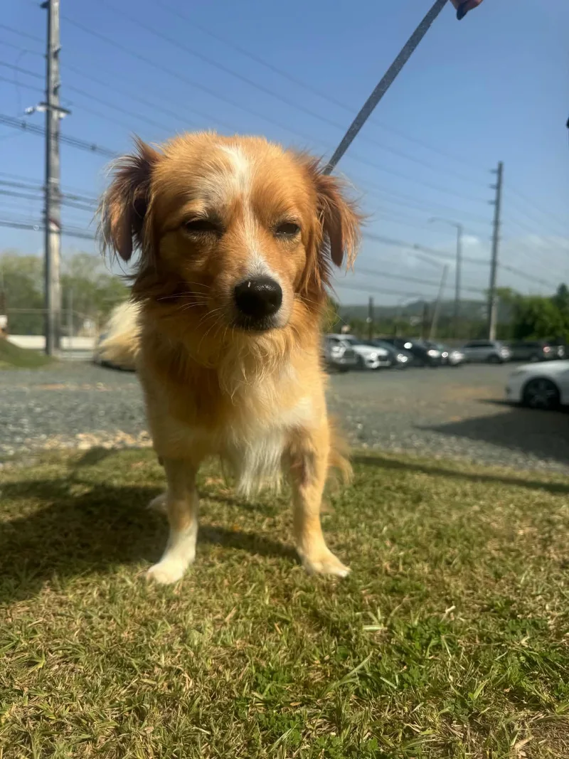 Prince