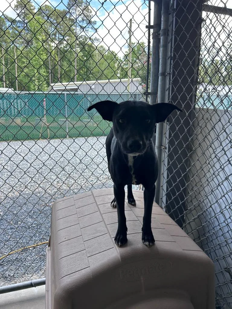 An adult medium-sized female Mixed Breed dog named Rita for adoption in Mount Gilead, NC