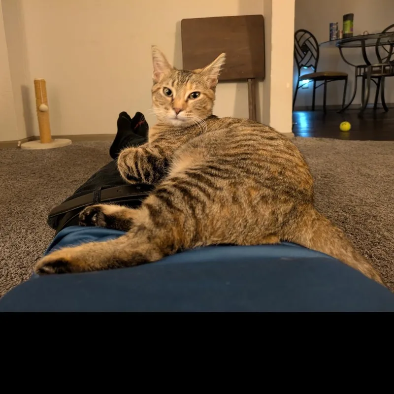 Riley " Female Tabico