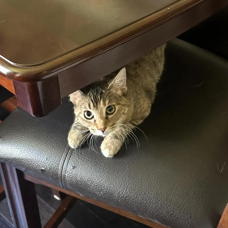 Riley " Female Tabico thumbnail 2