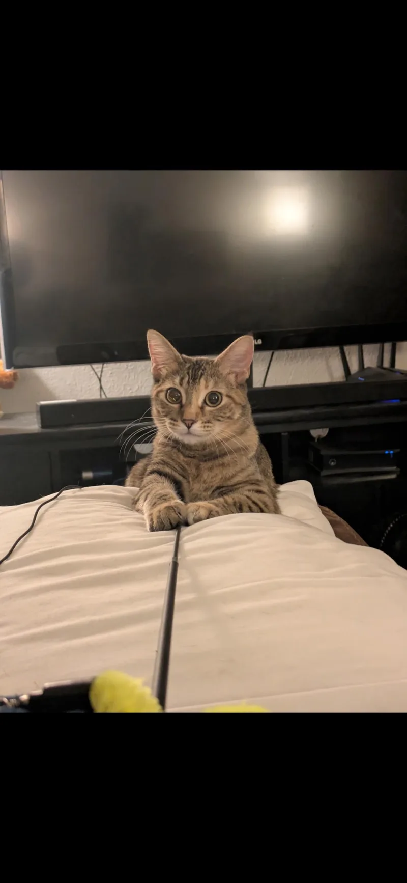 Riley " Female Tabico thumbnail 3