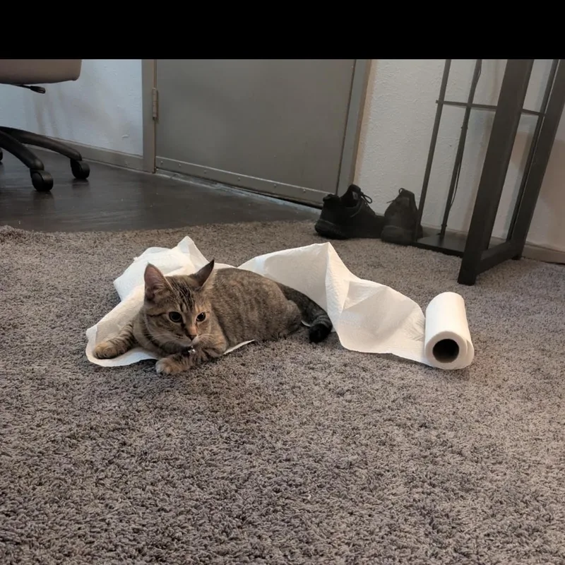 Riley " Female Tabico thumbnail 4