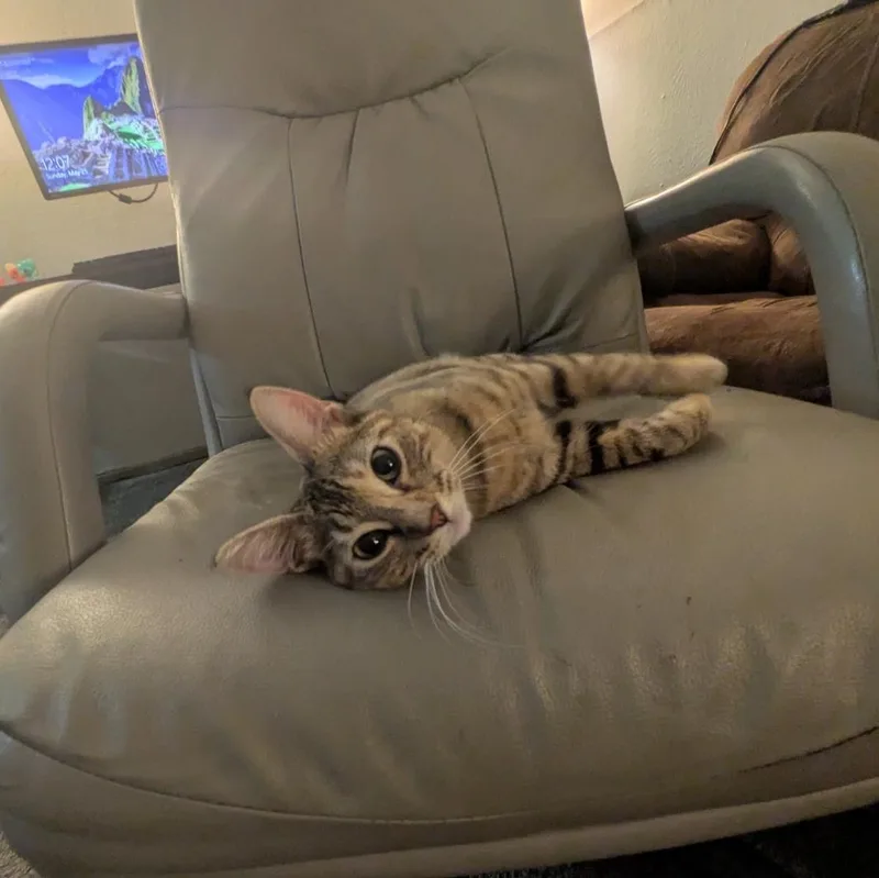 Riley " Female Tabico thumbnail 5