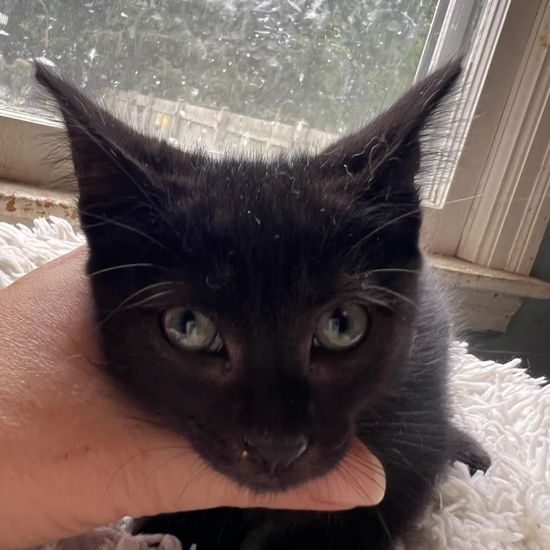 A baby medium-sized male Domestic Medium Hair cat named Sting for adoption in Racine, WI