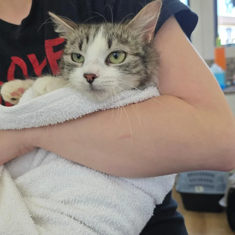 A young medium-sized female Brown / Chocolate Domestic Short Hair cat named Solidago for adoption in Chapel Hill, NC