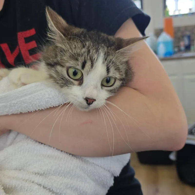 Solidago thumbnail 2