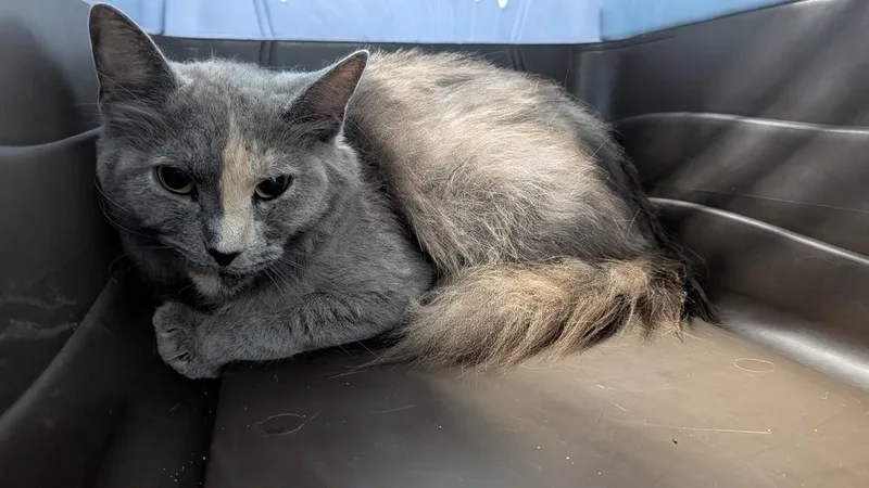 An adult medium-sized female Domestic Medium Hair cat named Iron Maiden for adoption in Evansville, IN