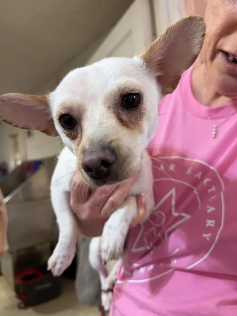 A young small-sized male White / Cream Chihuahua dog named Weston for adoption in Uxbridge, MA