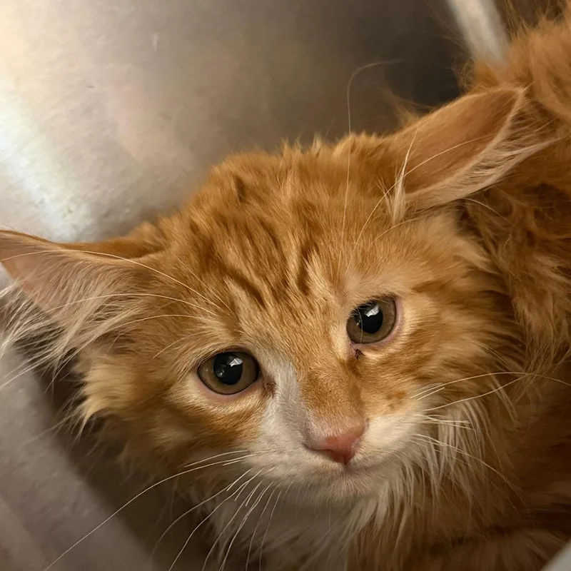 A baby small-sized male Orange / Red Domestic Medium Hair cat named Phoenix for adoption in Sonoma, CA