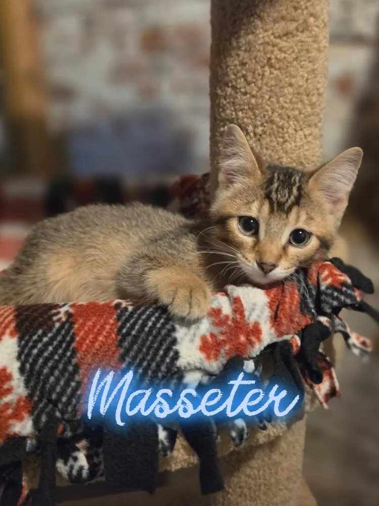A baby small-sized male Tabby (Brown / Chocolate) Domestic Short Hair cat named Masseter for adoption in Metamora, IL