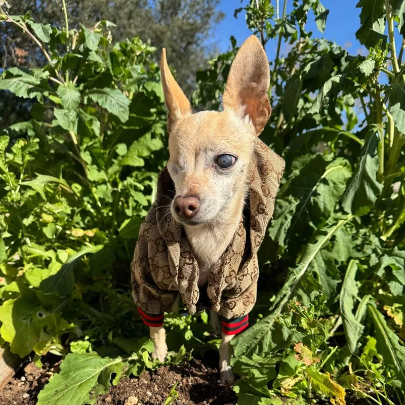 Wabi Sabi thumbnail 3