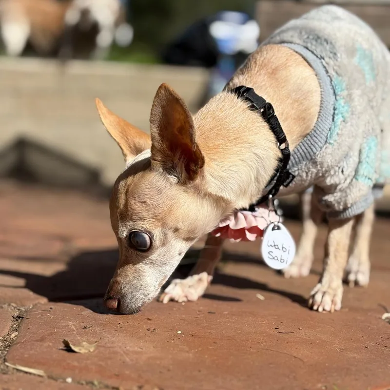 Wabi Sabi thumbnail 6