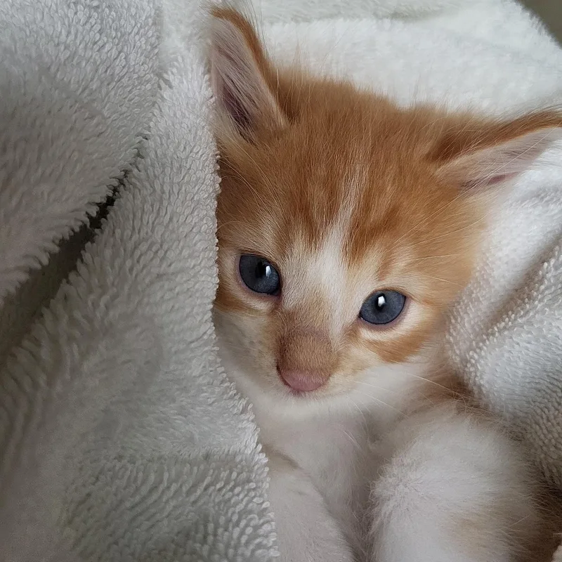 A baby small-sized female Domestic Medium Hair cat named Marceline for adoption in Milwaukee, WI