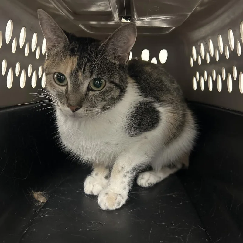 A young medium-sized female Torbie Domestic Short Hair cat named HACCStray for adoption in Henderson, NV