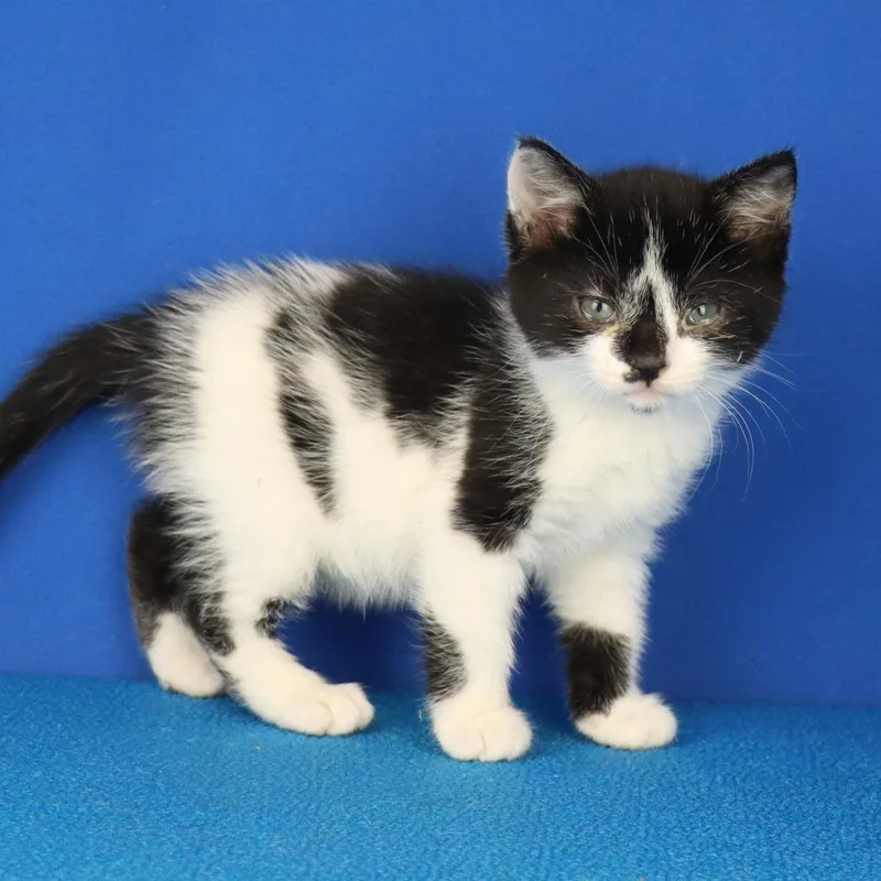 A baby small-sized female Black Domestic Short Hair cat named Megara U for adoption in Tupelo, MS