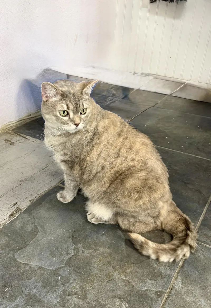 An adult large-sized female Dilute Calico Domestic Medium Hair cat named Brigid for adoption in Englewood, FL