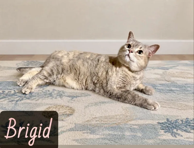 Brigid thumbnail 3