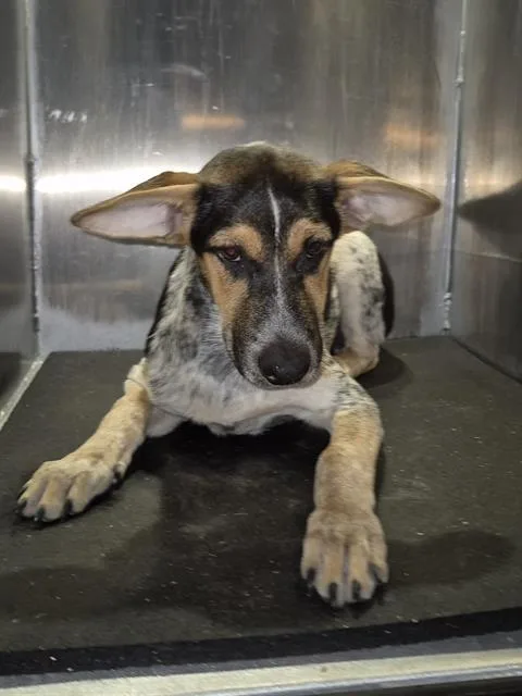 A young medium-sized female Dachshund dog named Francis Le Chic for adoption in San Antonio, TX