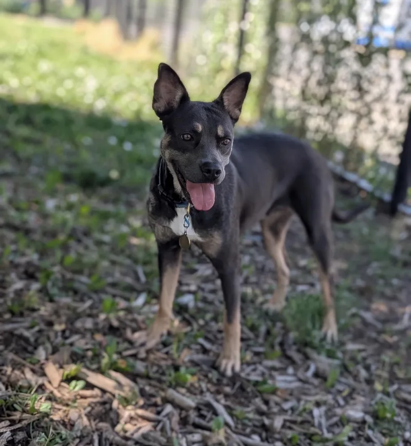An adult medium-sized female Shepherd dog named Sierra for adoption in Elizabeth, CO