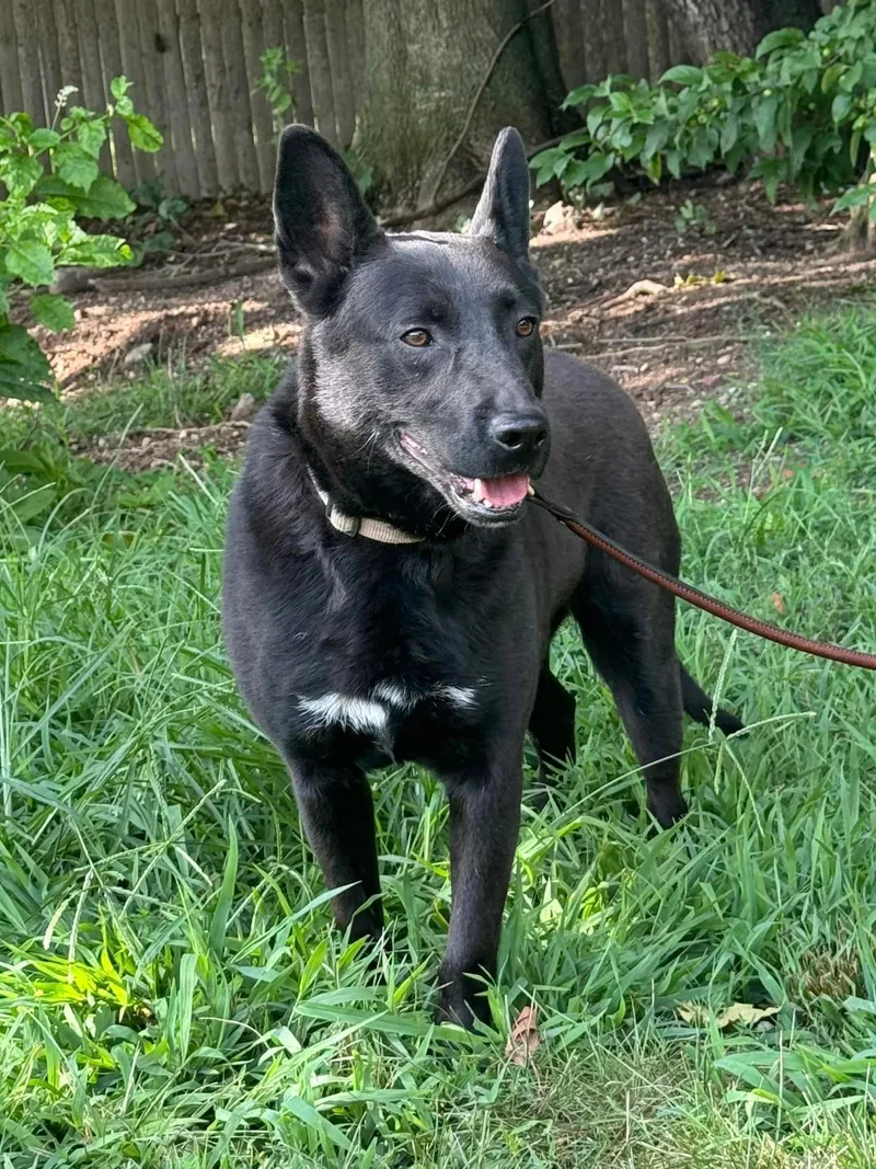 An adult medium-sized male Black Australian Kelpie dog named Asher for adoption in Old Westbury, NY