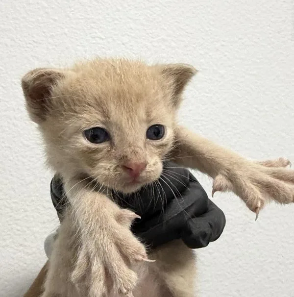 A baby small-sized male Domestic Short Hair cat named Paulie for adoption in San Diego, CA