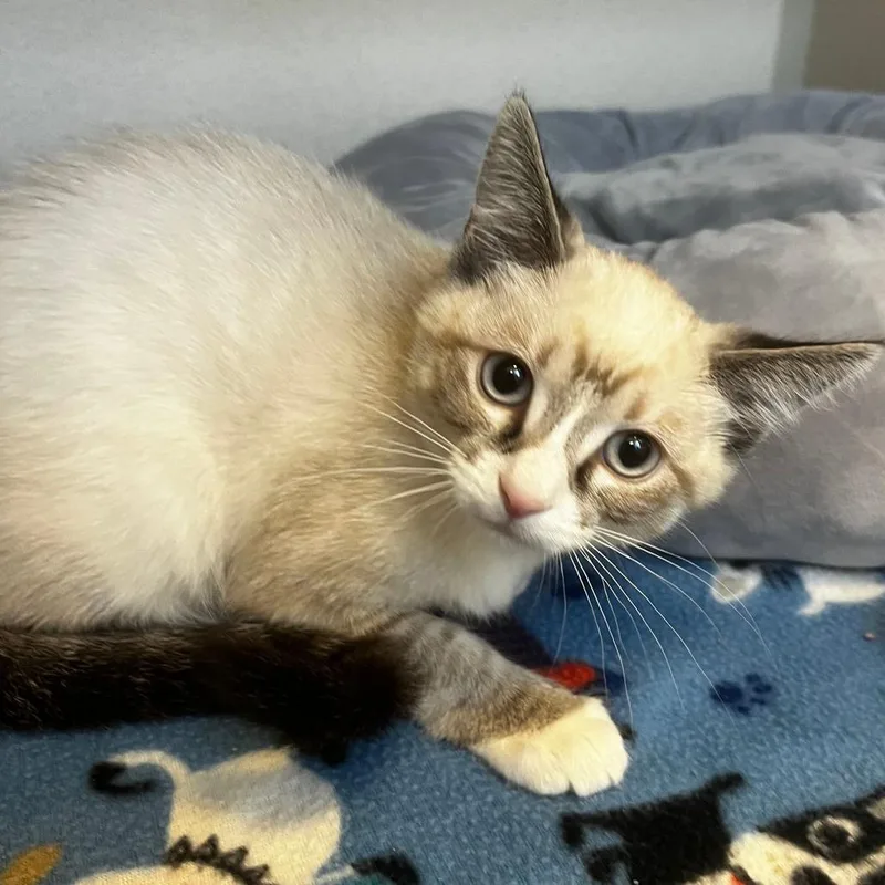 A baby small-sized female Lilac Point Domestic Short Hair cat named Petal for adoption in Rifle, CO