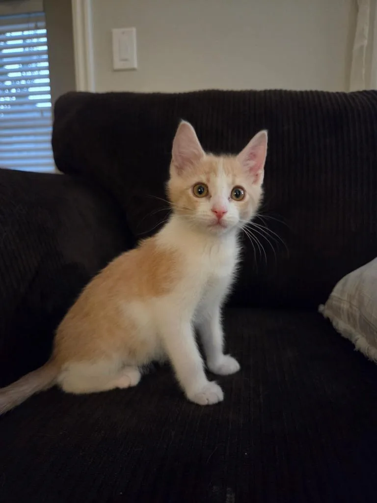A baby medium-sized male Domestic Short Hair cat named Knox for adoption in Salt Lake City, UT