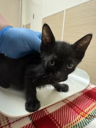 A baby small-sized male Domestic Short Hair cat named Inka for adoption in Honolulu, HI